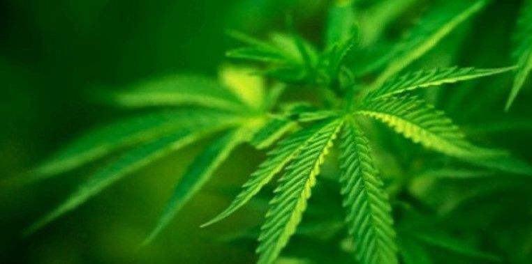 podiumnews.com-Ganja dalam Pusaran Tanaman Obat